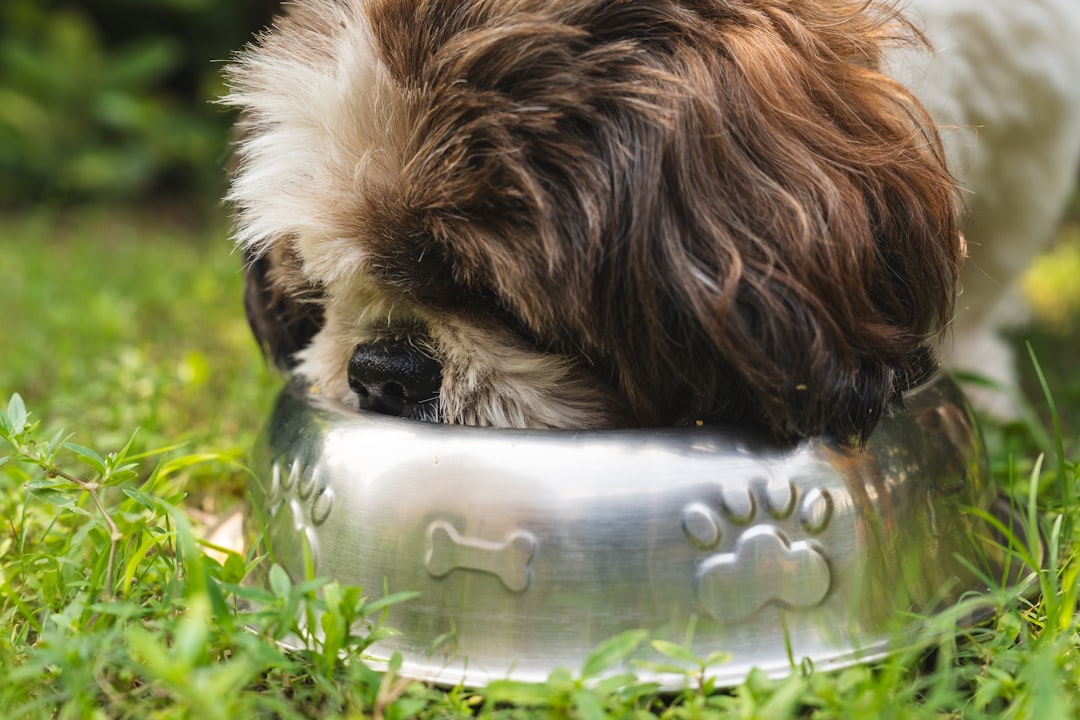 Medpets Review