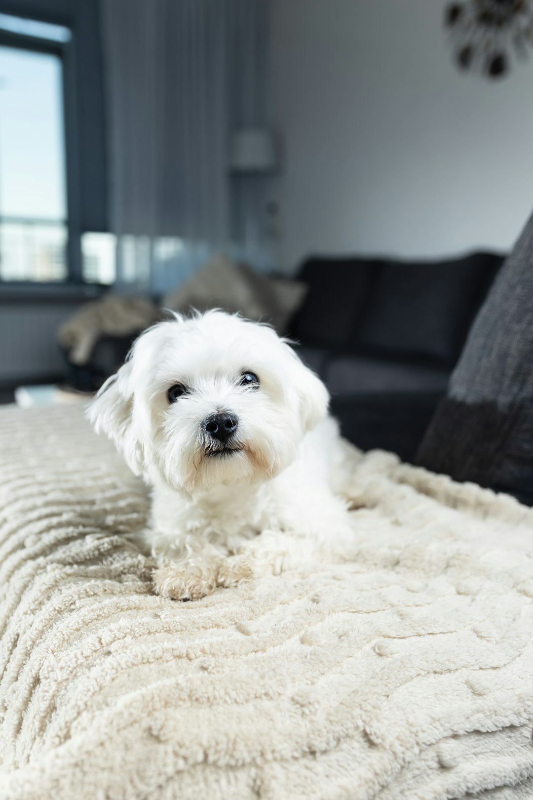A cute white dog is relaxing on the couch.
