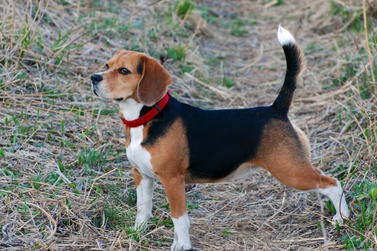 BEAGLE - Basic Drive's J' Aime La Vie ID: 21229