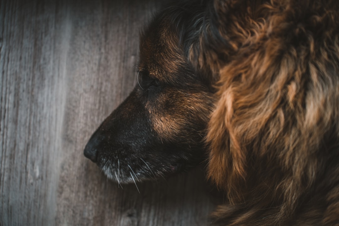Photo by Milosz Roman a close up of a dog sleeping on a wooden floor
