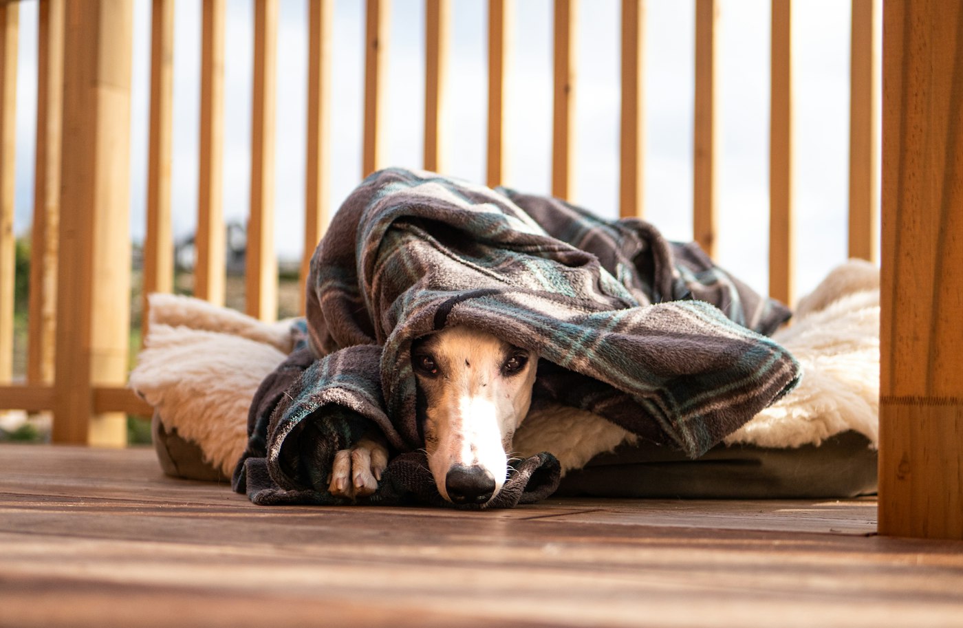 Hond ligt op een veilige plek in zijn mand onder een deken