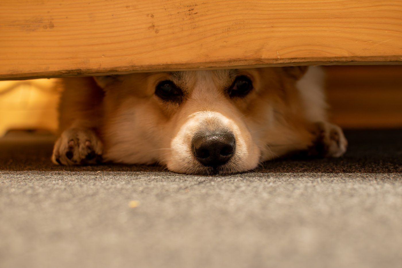 Bange hond verstopt zich onder een meubel, een signaal van angst voor vuurwerk