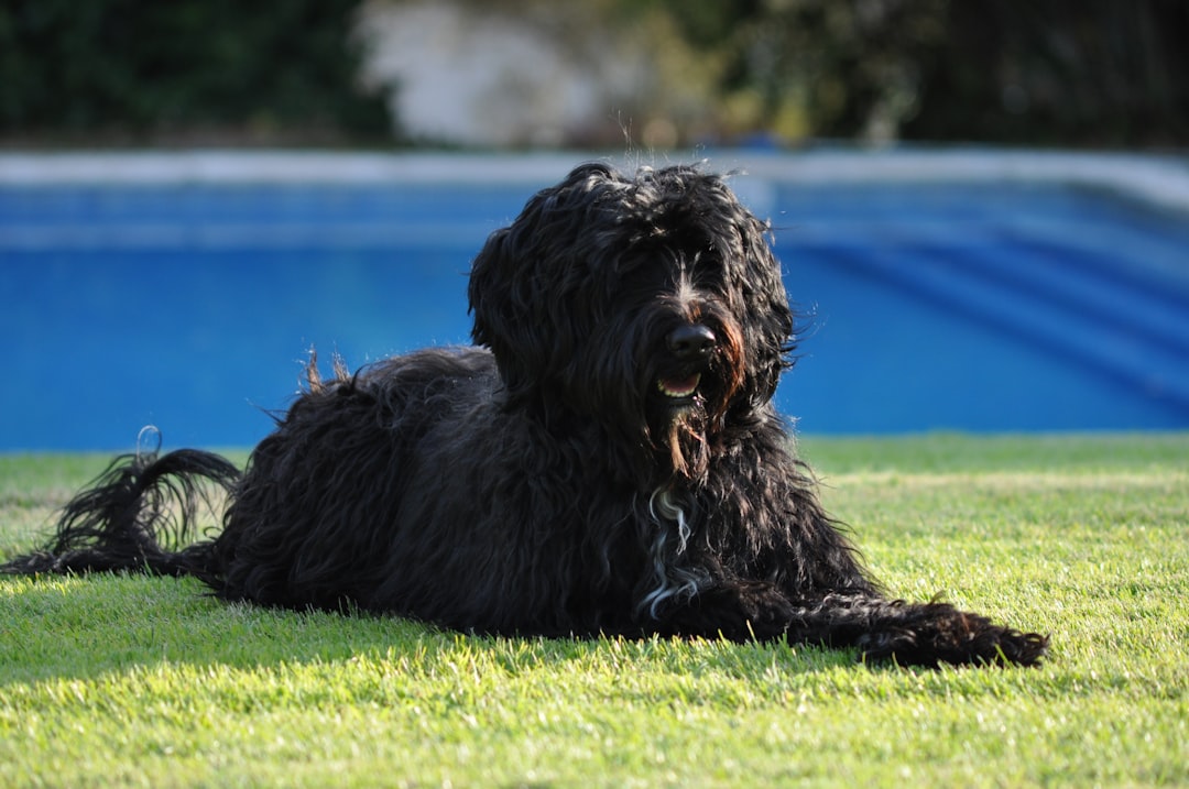 Photo by Zé Maria black long coated dog lying on green grass field during daytime