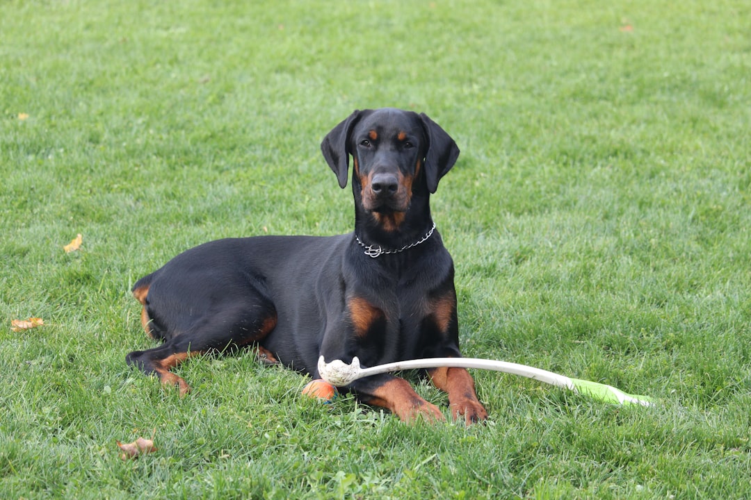 Photo by Laith Abushaar short-coated black dog